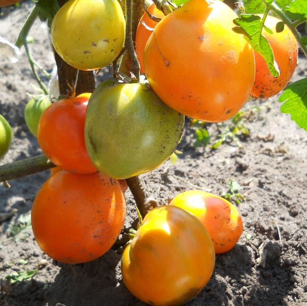 The golden heart retains its fertility throughout the summer season.