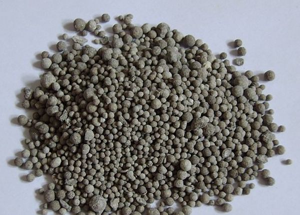 Immediately before planting it is necessary to add superphosphate to the wells.