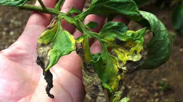 To prevent late blight, you must remove the leaves touching the ground