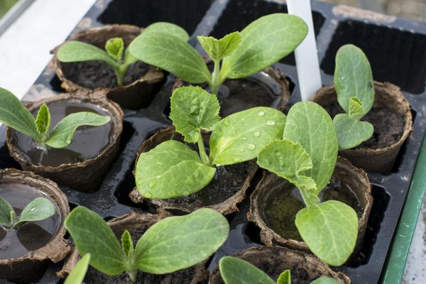 Peat pots are best suited for growing seedlings.