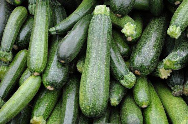 Mature Tsukesh zucchini can be stored for up to six months in a dark place.