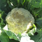 Bacteriose couve-flor