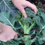 As inflorescências devem ser cortadas na base do caule