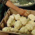 O armazenamento é realizado em uma sala úmida em caixas plásticas.