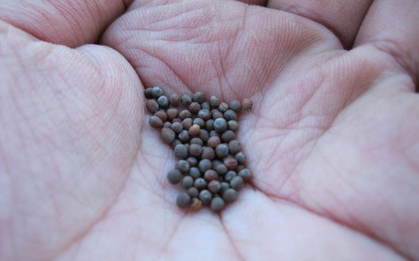 Sementes de couve-flor