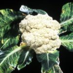 Danos às folhas por mosaico