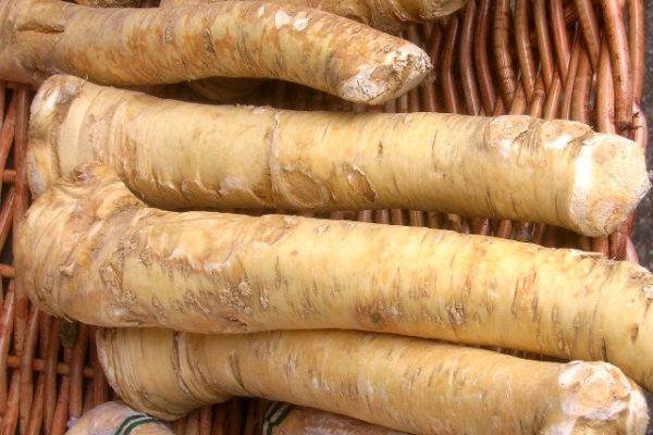 Horseradish plant root