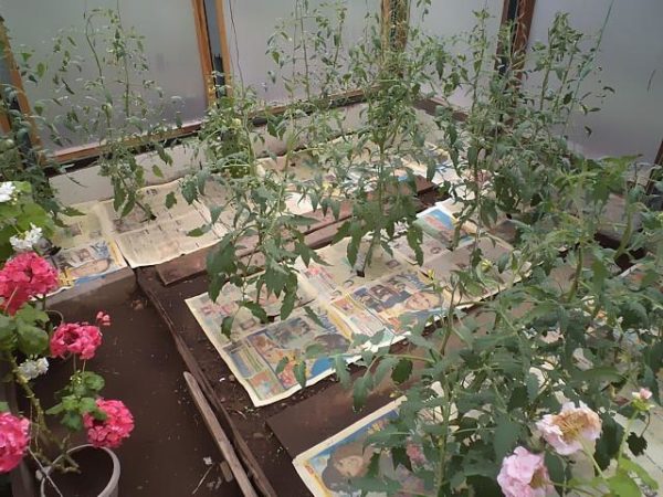 Paillage de lits avec du papier