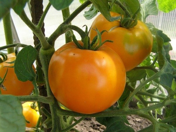 L'avantage des tomates jaunes par rapport au rouge est une teneur plus élevée en pulpe et une acidité plus basse