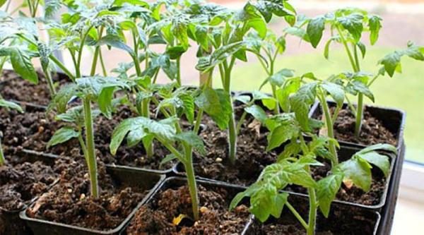 La méthode permet de faire avec un minimum de plants