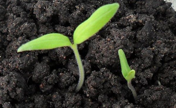 الطماطم يطلق النار العسل الانخفاض