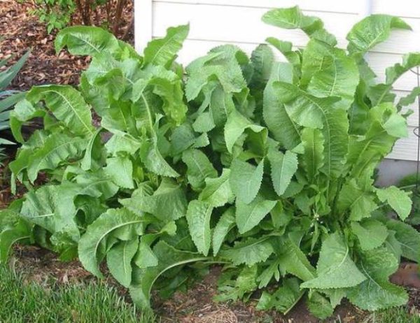 Horseradish bush near the house