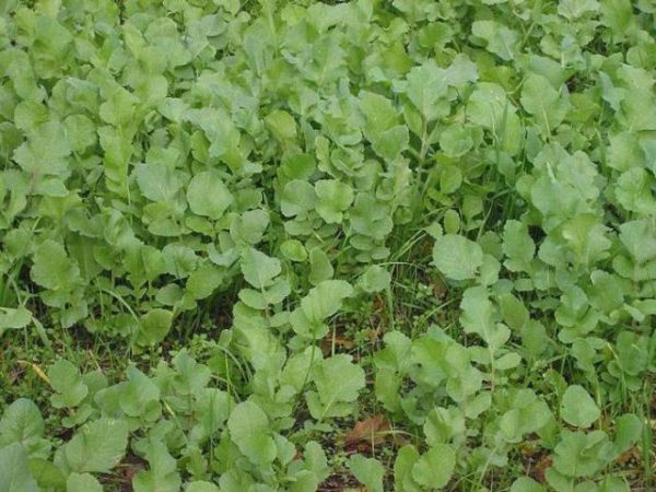 Oilseed radish