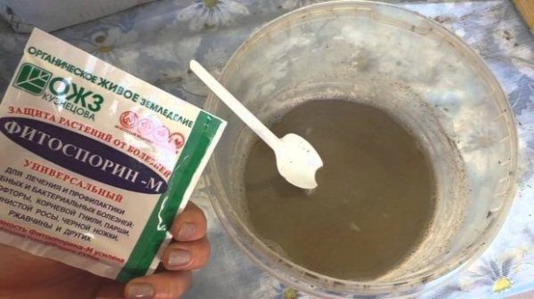 Фитоспоринът на прах се разрежда във вода при стайна температура в съотношение 1: 2