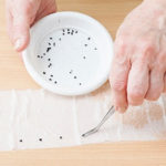 Semer des graines sur du ruban adhésif