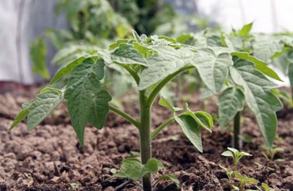 Gros plan, de, tomates, plants