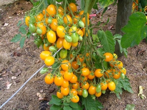 Tomates jaunes sur le treillis