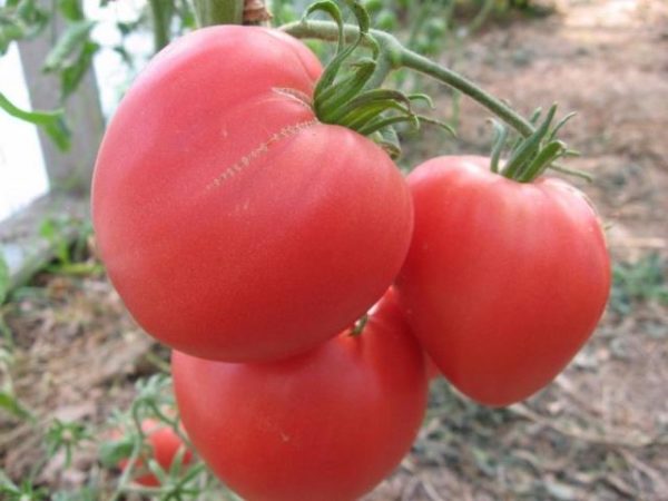 Tomate sucre bison