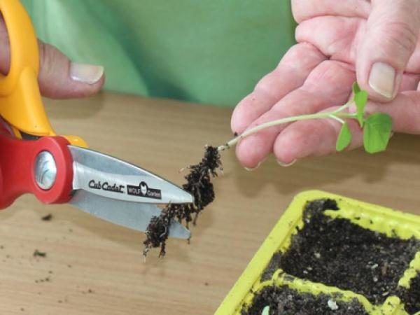 النقطة الأساسية في إجراء الانتقاء هي قرصة الجذر الرئيسي.