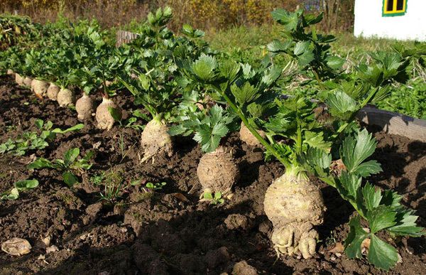  تزايد الكرفس الجذر