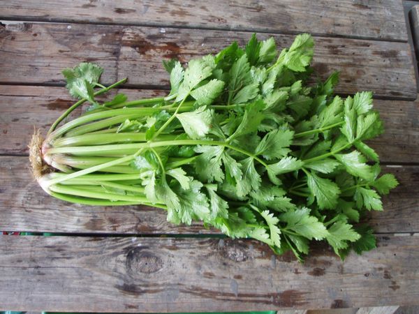 Листата от корени от целина съдържат 5 пъти повече каротин, отколкото другите части.