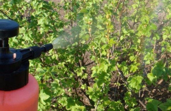 Pulvérisation de groseilles à partir de tétranyques