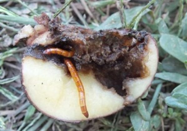 Wireworm σε πατάτα