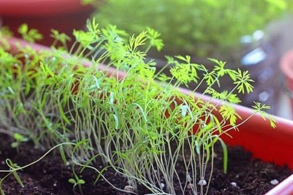 Growing dill seedlings in a pot