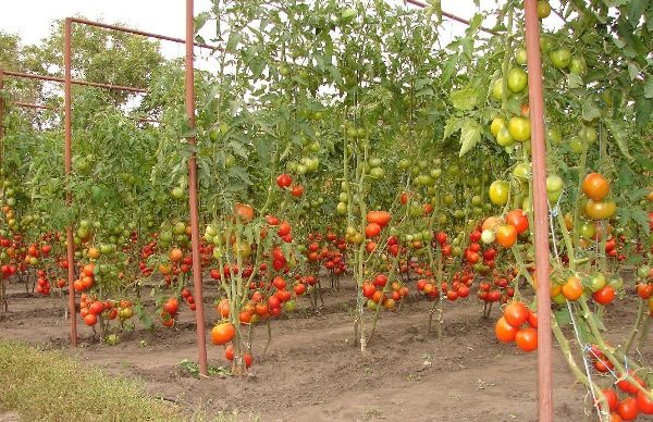 Tomatoes for tomato can be made of different materials: metal, wood, fabric
