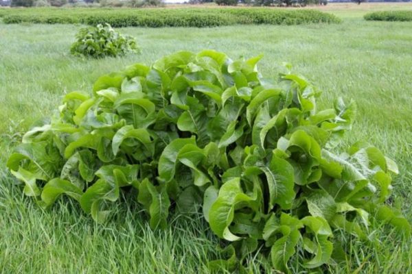 Εκτεταμένος θάμνος χρένου