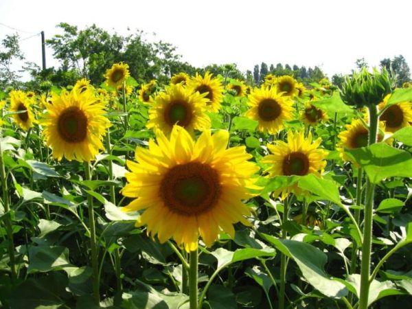  Growing sunflower