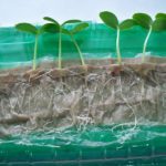 Germes prêts à planter