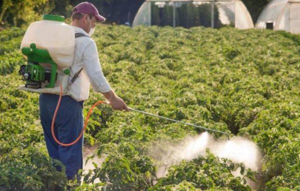 Pulvérisation de plantes avec la préparation de previures d'energie