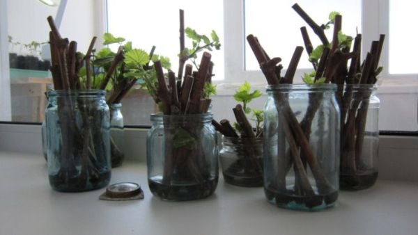 Germogliare le talee