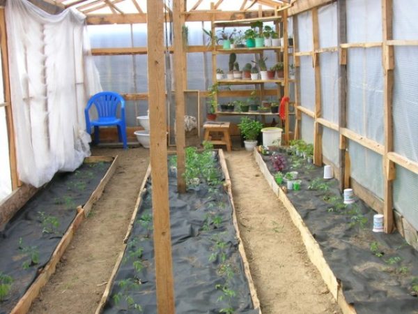 Lit de paille tomate