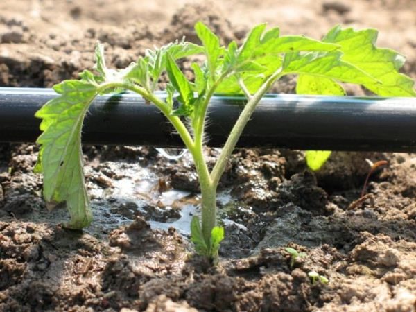 Le système d'irrigation goutte à goutte est utilisé non seulement pour l'irrigation, mais également pour l'engrais organique des tomates