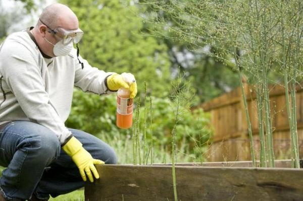 Преди пръскане носете гумени ръкавици, респиратор и дрехи, специално предназначени за такива случаи.