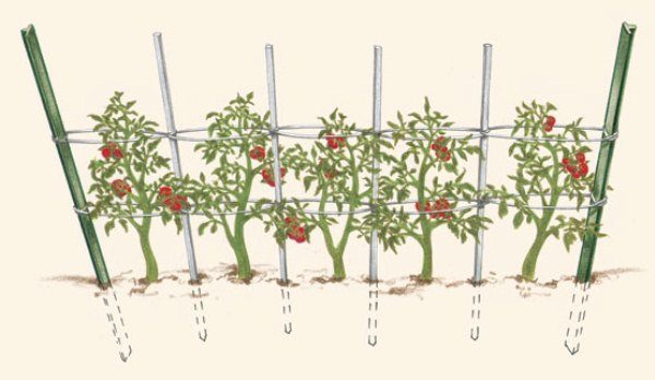 The design of the trellis for tomatoes