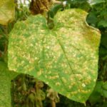 бактериоза