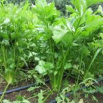 Αρωματικό Σέλινο