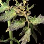 La couleur pourpre des feuilles de tomates indique un manque de phosphore