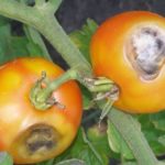 гангрена гангрена