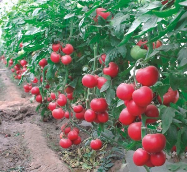The small bush of tomato crimson jingle is capable of bringing a generous harvest.