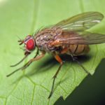 ذباب الملفوف