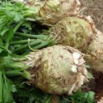 Ρίζα σέλινου