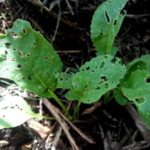 برغوث صليبي