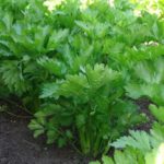 Φύλλο σέλινο