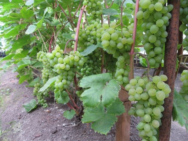 Μουσκάτ Πλέβεν