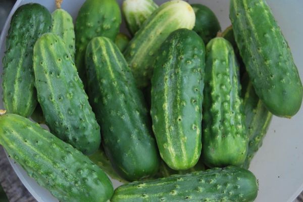 Picking cucumbers should be carried out twice a week.