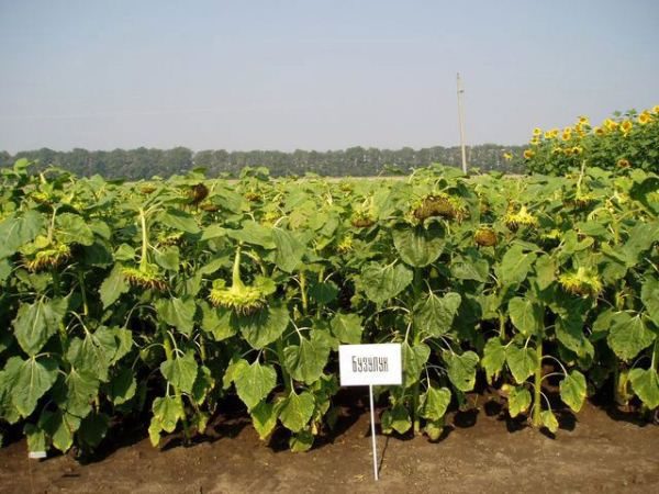 Buzuluk Sunflower